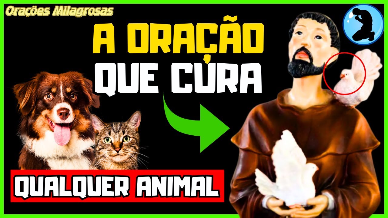 🐕 THE MIRACLE PRAYER OF SAINT FRANCIS THAT HEALS ANY ANIMAL 🐈 PRAY FOR 9 DAYS AND SEE THE MIRACLE!