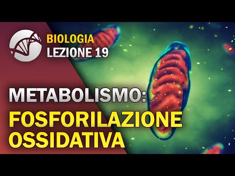 BIOLOGY - Lesson 19 - Oxidative Phosphorylation | Cellular Metabolism