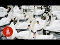 Why Swans in England Get the Royal Treatment