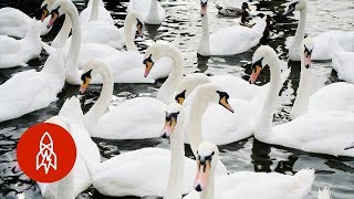 Why Swans in England Get the Royal Treatment