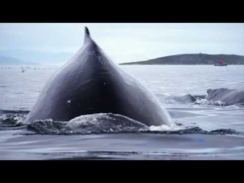 Whale watching off Chukotka Peninsula during a Wrangel Island cruise with Heritage Expeditions