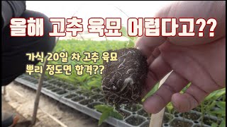 고추 육묘 가식 20일 차!!! 올해 분명 고추육묘 어렵다 들었는데... 이게 실화?? 너무 잘 크고 있는걸…