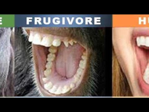 Carnivoor,Omnivoor of Frugivoor?