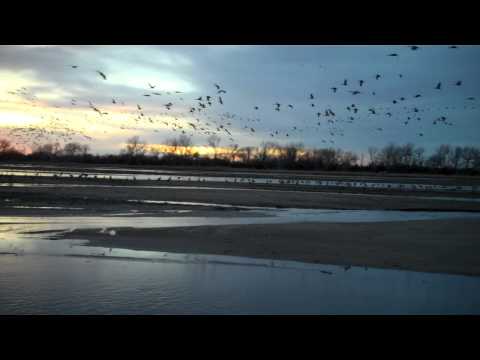 Sandhill Cranes liftoff at sunset on the Platte River, Kearney, Nebraska.