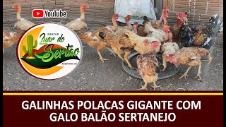 Miniatura do vídeo
