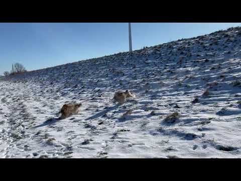 Psalm 16. 11 mit Nala und Balou - 12.02.2021