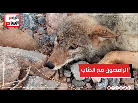 الراقصون مع الذئاب.. شباب من قنا في رحلات استكشافية لتعقب بيوت الذئاب داخل كهوف الصحراء