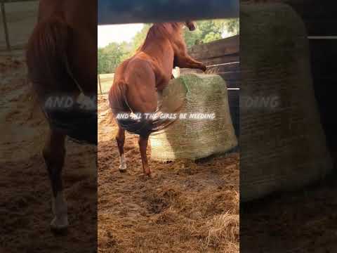 ita cuffing season.. #stallion #apha #aqha #fypシ