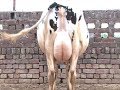 HF Cow 56 Ltr Milk Queen Of India Champions Of National Live Stock Championship