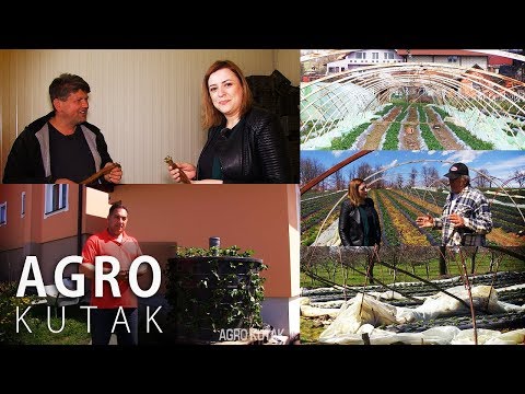 Agro Kutak - Dvije štete u 10 dana: Snijeg i vjetar uništili čelićke plastenike s jagodama