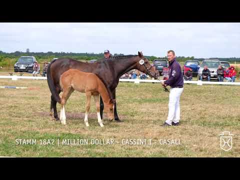 Fohlenschau 2018 | Stutfohlen | Million Dollar - Cassini I - Casall | Stamm 18A2 | B. Hinrichsen