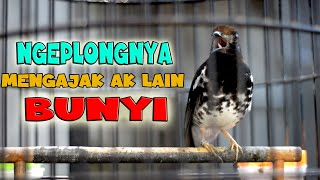 Download lagu ANIS KEMBANG NGEPLONG PAGI HARI, AK DENGAR IKUT BUNYI mp3