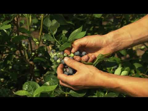 Driessen Blueberries "Instruction Manual Picking"