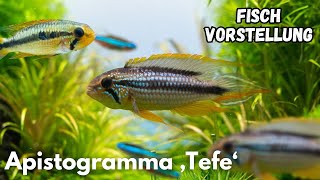 Apistogramma ‚Tefe‘  | Liquid Nature Fisch Vorstellung