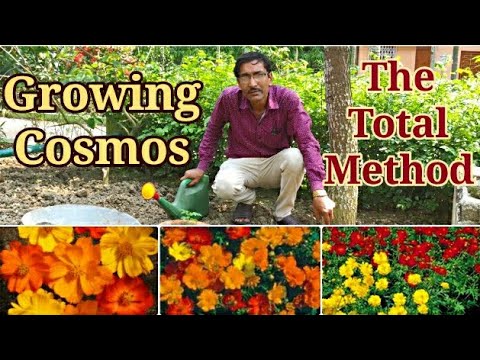 download lagu mp3 mp4 Cosmos Sulphureus Ladybird Mix, download lagu Cosmos Sulphureus Ladybird Mix gratis, unduh video klip Cosmos Sulphureus Ladybird Mix