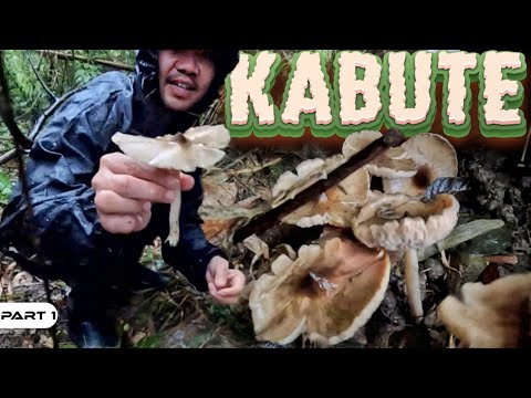 P1 - Pangunguha ng Kabute - EP1974