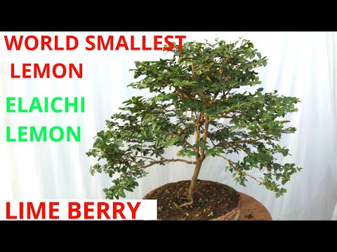 Lime berry bonsai, elaichi lemon, Triphasia trifolia