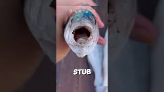 Tongue Thief?! This Parasite Replaces a Fish&#39;s Tongue! #NatureShocks #SGKEnglish | SGK English