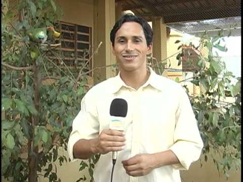 Repórter briga com papagaio