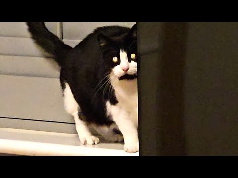 Cat Making Weird Noises