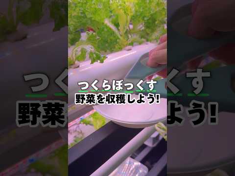 風耕システムの無土栽培比較