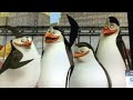 Opening To Madagascar Escape 2 Africa DVD 2009 2014 Reprint Australia
