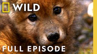 Baby Animals & More in America's National Parks (Full Episode) | SPECIAL | Nat Geo Animals