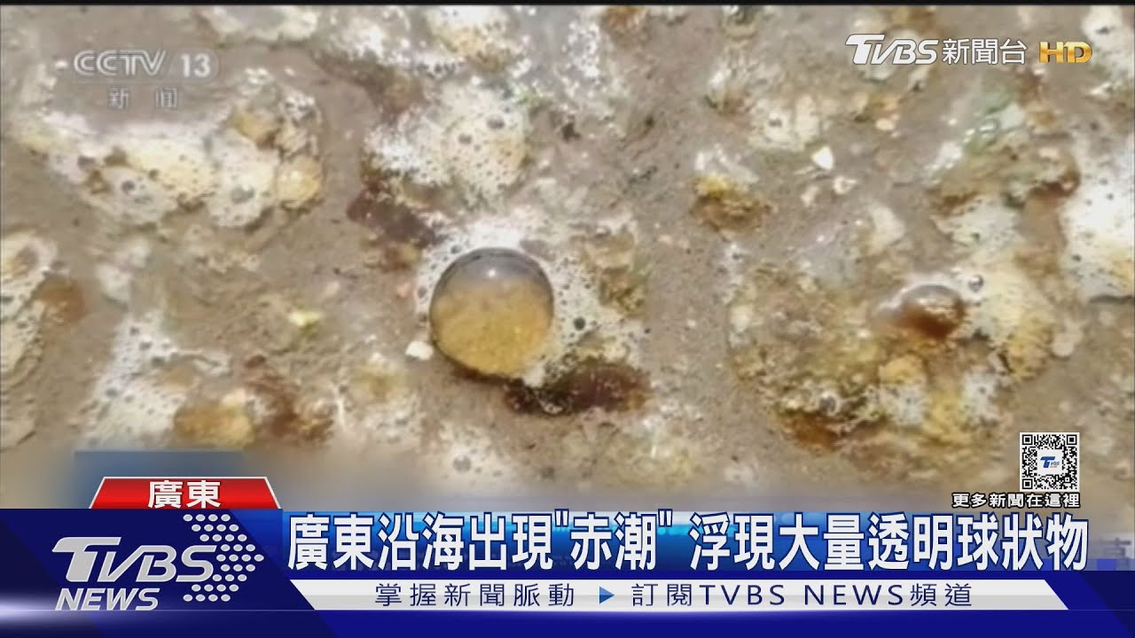 像爆爆珠又神似史萊姆！廣東沿海「謎樣物體」暴增　專家籲別下水