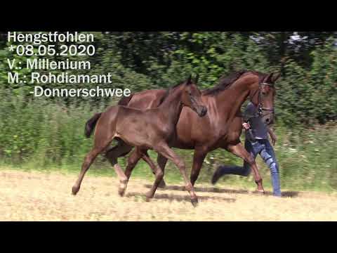 Millenium Hengstfohlen