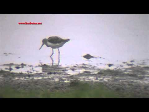 Archibebe claro ( Tringa nebularia ) Greenshank