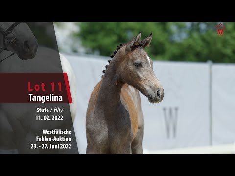 Fohlen-Auktion Lot 11 Tangelina Stute v. Tangelo van de Zuuthoeve - Cornet Obolensky