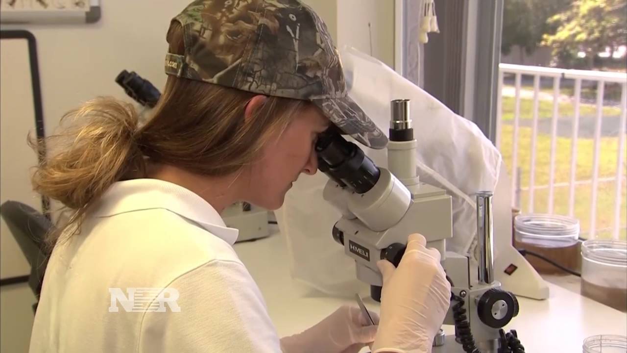 Mosquito Control Measures