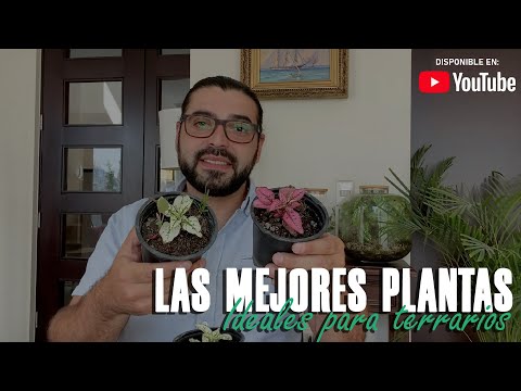 , title : 'Las 5 plantas ideales para armar terrarios 🌱 | Terrarios Caseros 🌱 | Jorge Lanza'