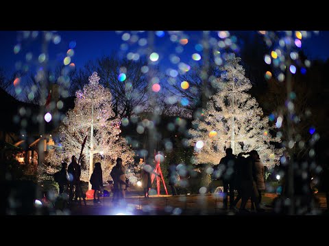 2022年 箱根ガラスの森美術館 クリスマス