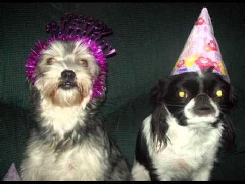Happy Birthday !   Trisha,,,From, Daisy & Snickers