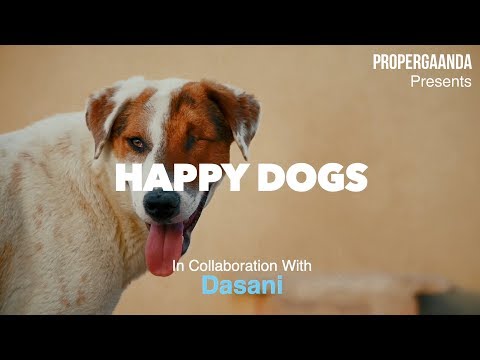 Happy Dogs | Dasani