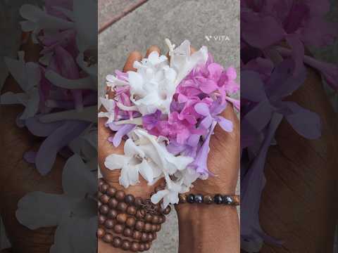 Neelambari flower 💜🤍 #neelambari #flowers #flowerlove #decemberflower #simplebutUNIQUE🤍