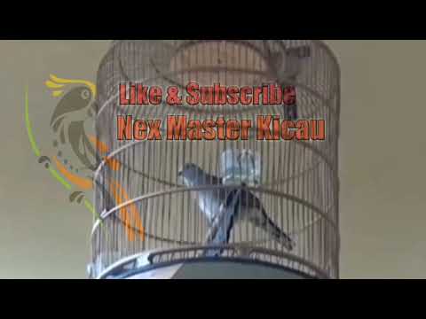 🔴Suara Merdu Perkutut  Bangkok Juara, Suaranya Besar Sangat Istimewa...