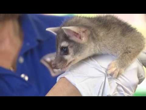 What type of noise does a ringtail make?