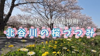 🌸北谷川の桜づつみ2025～兵庫県三木市吉川町～