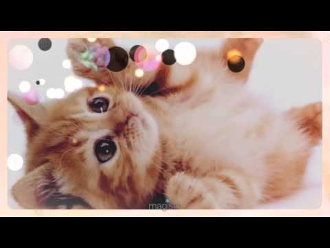 Gatos fofos  (Created with @Magisto)