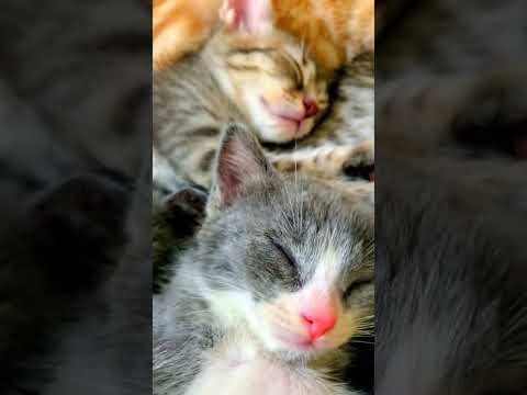KITTENS SLEEP SOUNDLY WHEN THEY SLEEP WITH THEIR OWNERS 🥰 #funnykitten #funnycat #anakkucinglucu