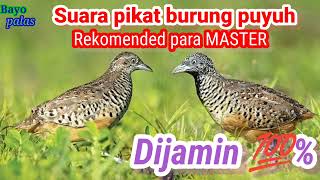 Download lagu SUARA PIKAT BURUNG PUYUH DURASI SINGKAT DIJAMIN AMPUH#berburu#suarapikat#burungpuyuh mp3 Download lagu SUARA PIKAT BURUNG PUYUH DURASI SINGKAT DIJAMIN AMPUH#berburu#suarapikat#burungpuyuh mp3