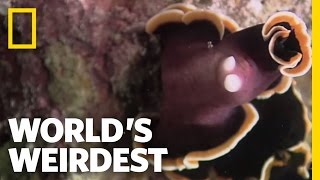 World's Weirdest - Flatworm Penis Fencing