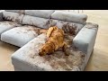 Dog Makes Muddy Mess FUNNIEST Animal Videos