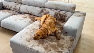 Dog Makes Muddy Mess 😮🤣| FUNNIEST Animal Videos