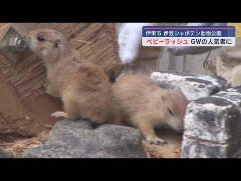 YouTube Video 伊豆シャボテン動物公園では動物のベビーラッシュ続きゴールデンウイークの人気者に 静岡・伊東市