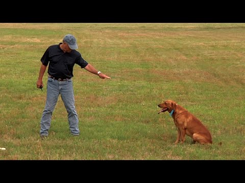 How to Steady a Working Retriever . . . Labs, Goldens, Chessies etc