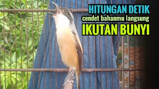 Download lagu Pancingan Cendet Pilis Pastol Di Pagi Hari Naikan Emosi Cendet Jenis Apapun mp3