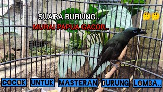 Download lagu SUARA BURUNG MURAI PAPUA GACOR COCOK BUAT MASTERAN BURUNG LOMBA..!!🐦🐦🤔🤔2025 mp3